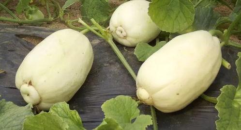 小苏吃瓜后续,揭秘娱乐圈背后的真相与反转 第1张 小苏吃瓜后续,揭秘娱乐圈背后的真相与反转 第1张